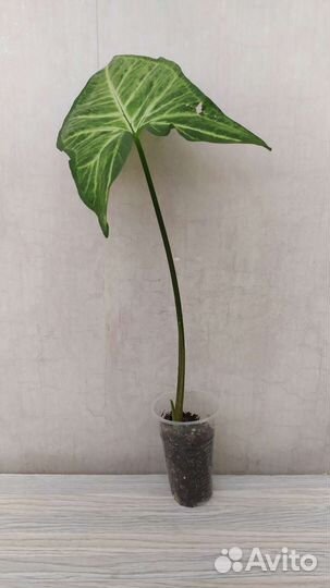 Сингониум Батерфляй