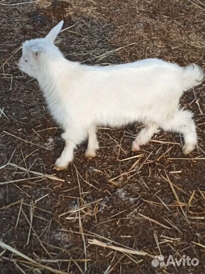 Коза с козочкой