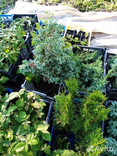 Саженцы туи смарагд