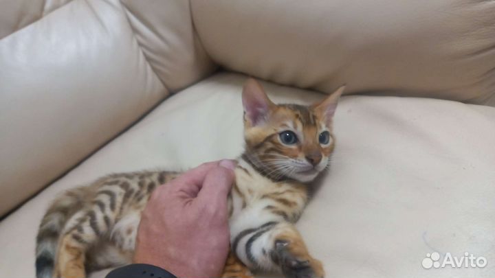 Бенгальская