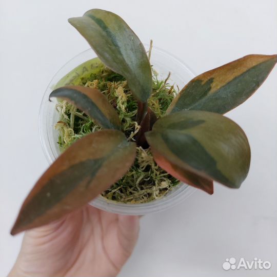 Филодендрон,сингониум