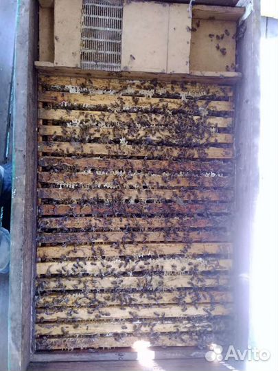 Мёд майский 2023 года