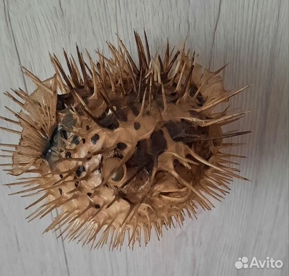 Чучело морской ёж