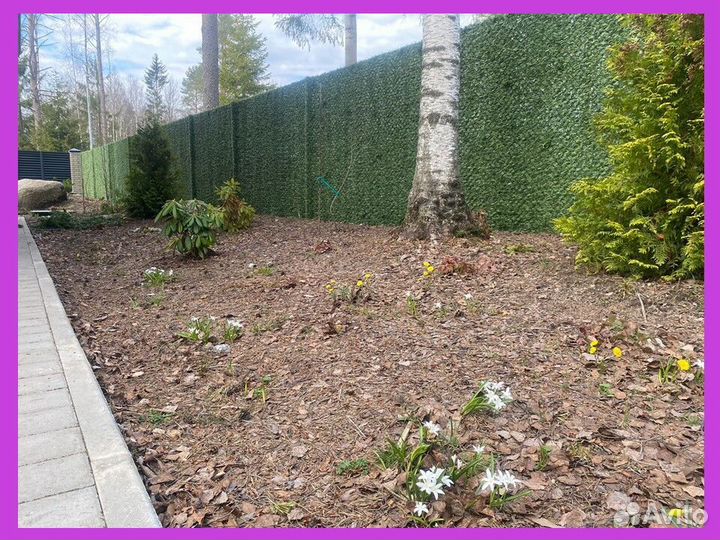 Калифорнийская изгородь Зелёный забор