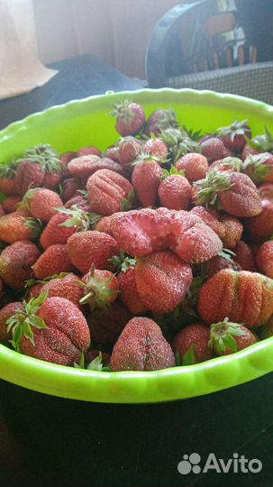 Рассада клубники