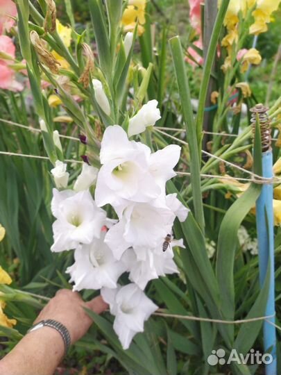 Гладиолусы ассорти