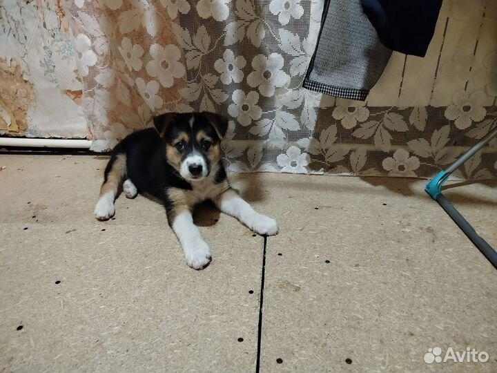 Щенок ищет дом