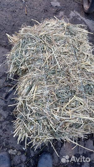 Сено суданка