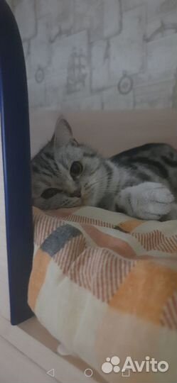 Вязка, симпатичная кошечка