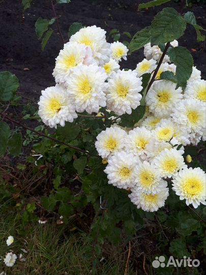 Хризантемы