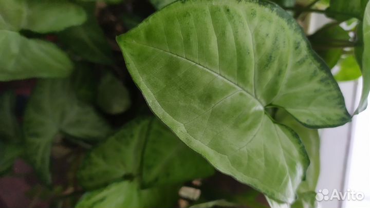 Сциндапсус, сингониум