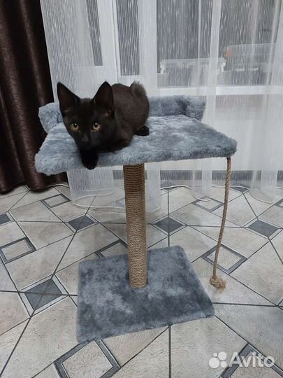 Кошечка в добрые руки