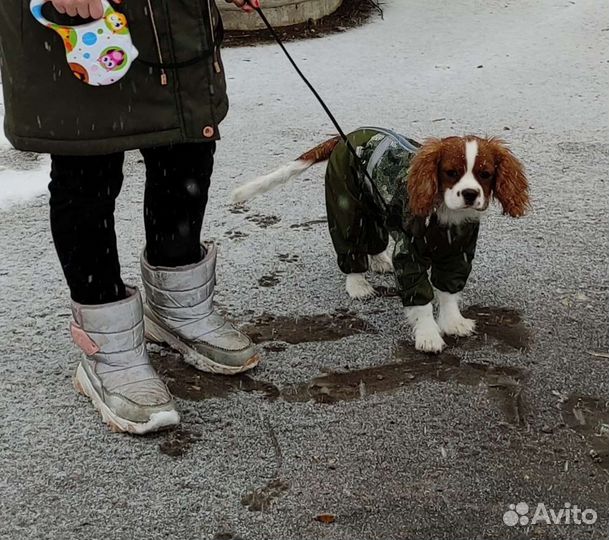 Комбинезон для собаки