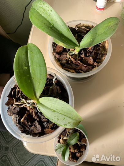 Орхидея фаленопсис