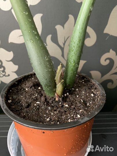 Замиокулькас