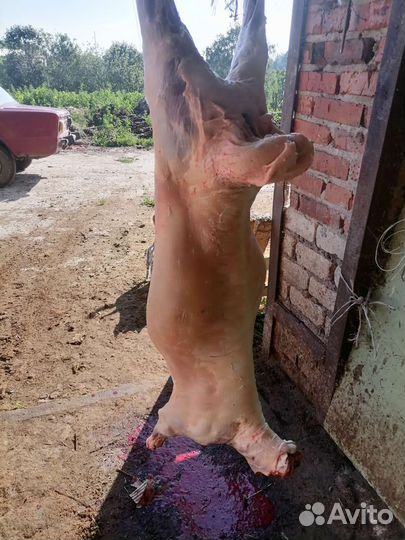 Овцы бараны