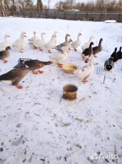Гуси, утки