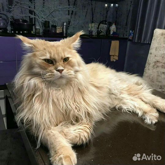 Мейн-кун котята