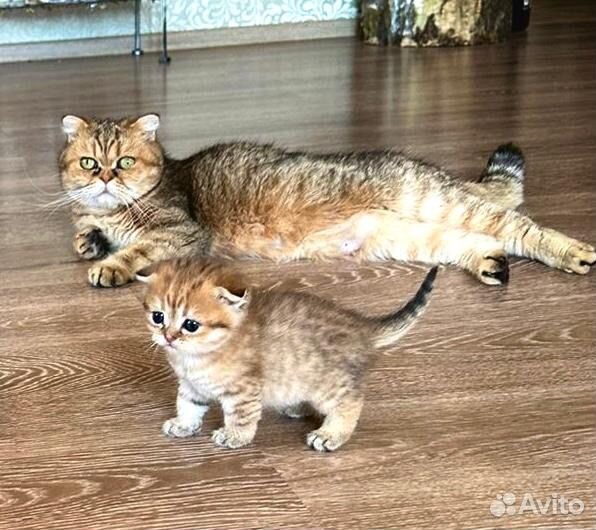Котята шотландская золотая шиншилла