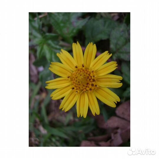 Цифровой фотоаппарат Sony Cyber-shot DSC-S650