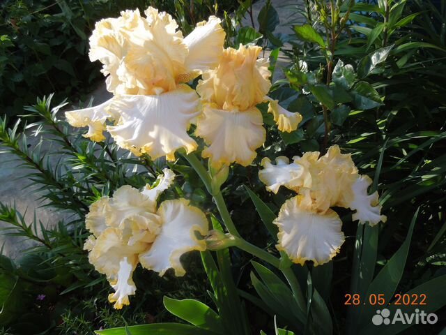 Ирисы сортовые