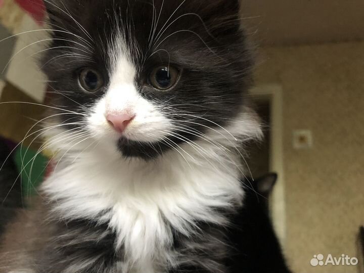 Кошка котенок
