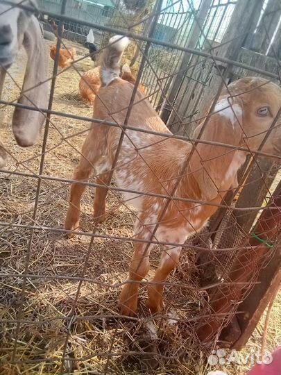 Козлик битал