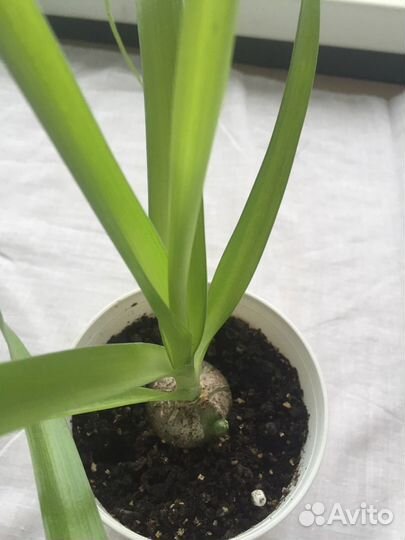 Индийский лук