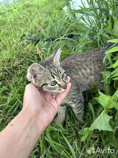 Отдам котенка в добрые руки