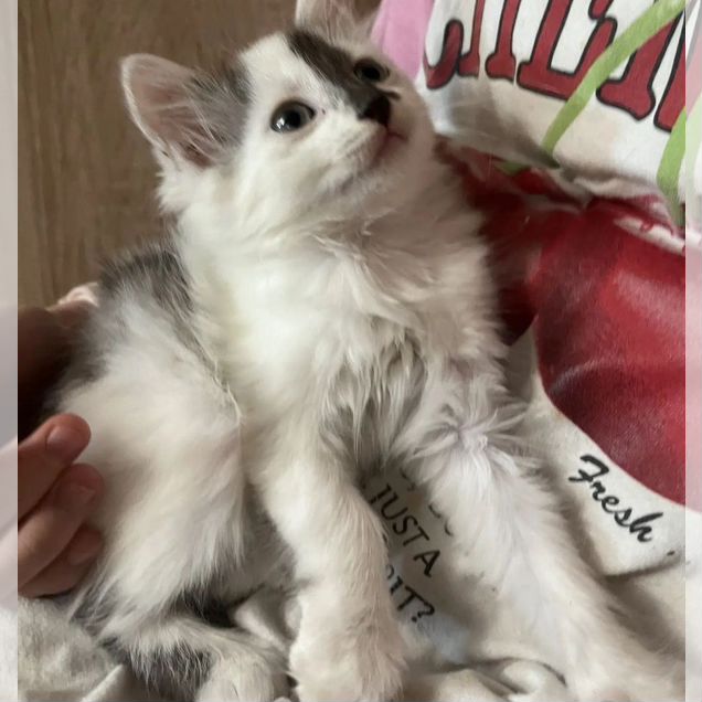 Котёнок в добрые руки
