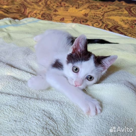 Котенок в добрые руки