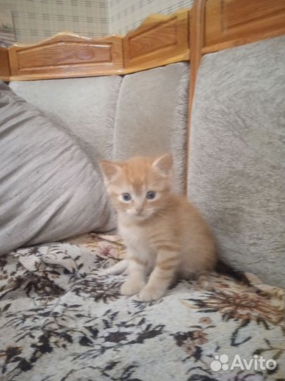Котик в добрые руки