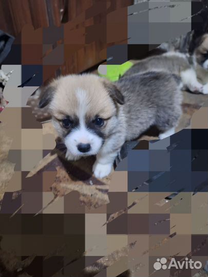 Щенки корги