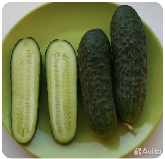 Семена Огурца 