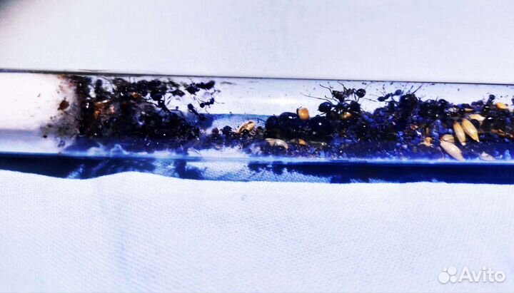 Муравьи Messor Structor, колония 2022года