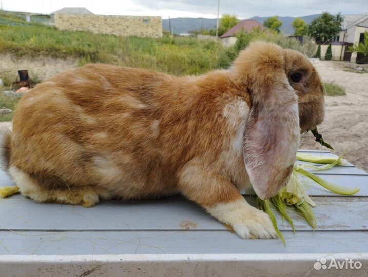 Францкский баран