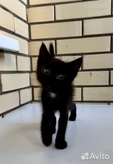 Котенок мальчик 1,5 мес миниатюрный