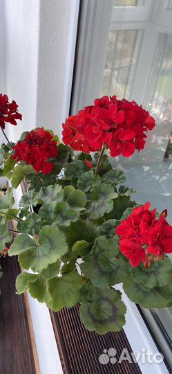 Пеларгония герань рассада