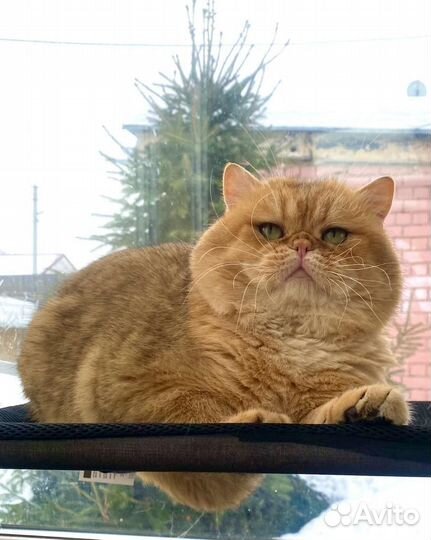 Британский кот