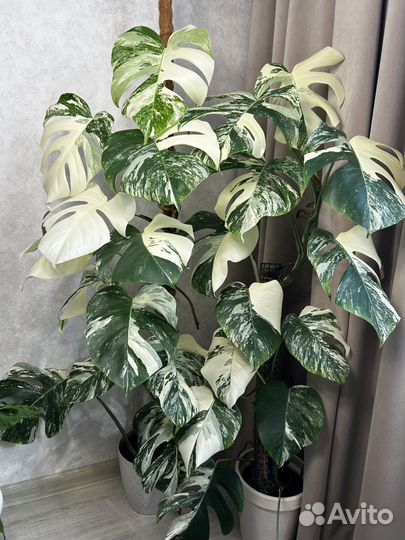 Монстера альба