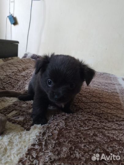 Щенки чихуахуа