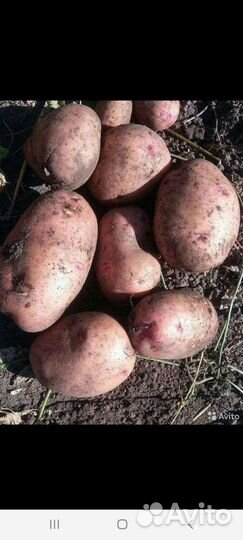 Домашний картофель