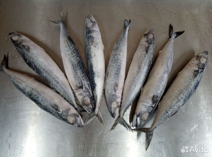 Скумбрия н/р атлантическая 2024г