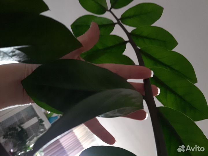 Звмиокулькас долларовое дерево огромный