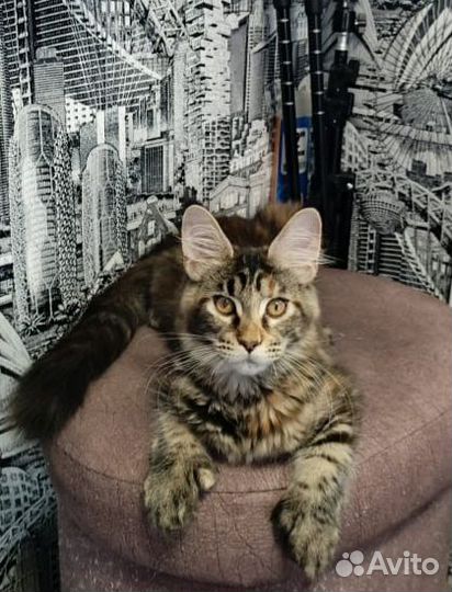 Котята Мейн-кун с документами