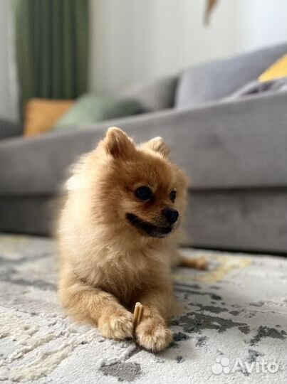 Передержка животных