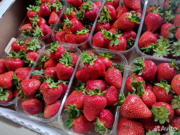 Рассада клубники