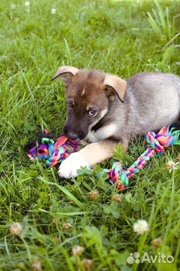 Щенки мальчики