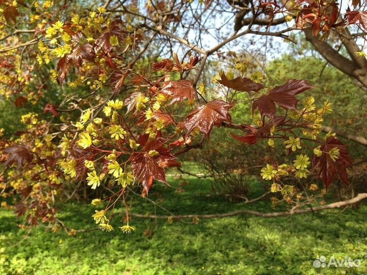 Клен остролистный