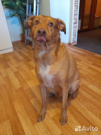 Собака в добрые руки отдам бесплатно